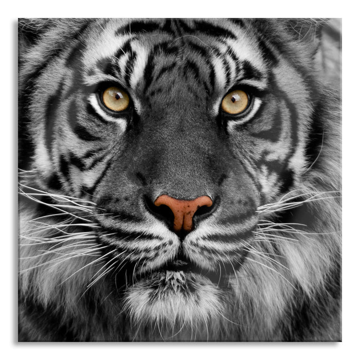 Pixxprint Aufmerksamer Tiger, Glasbild Quadratisch