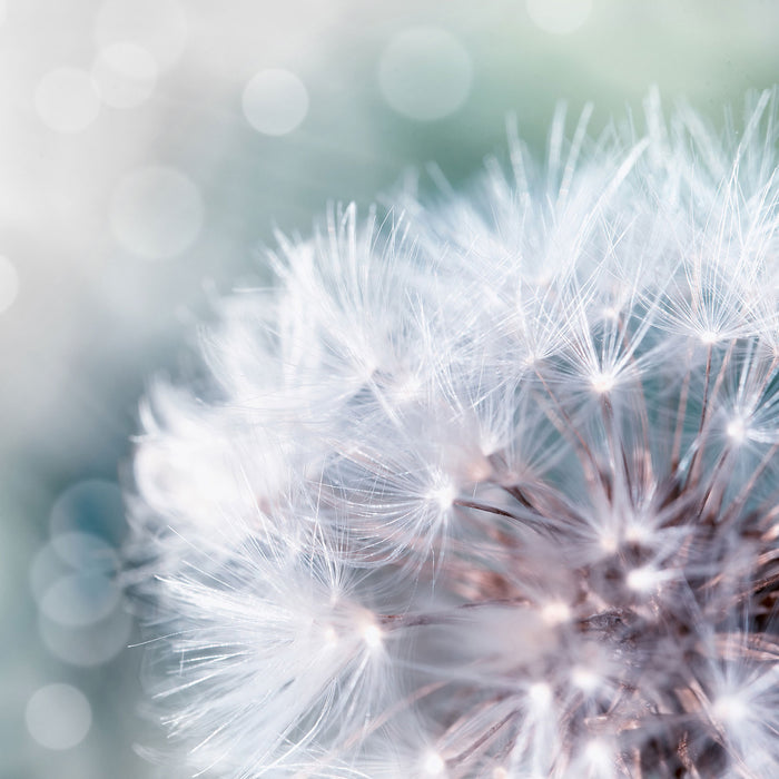 Zauberhafte Pusteblume, Glasbild Quadratisch