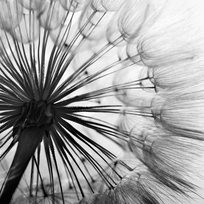 Schöne Pusteblume, Glasbild Quadratisch