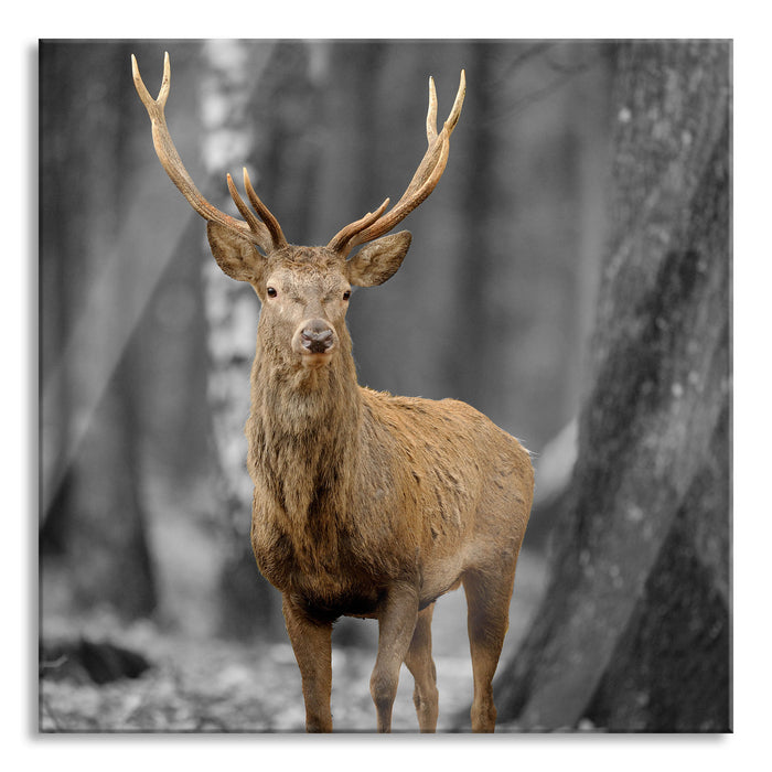 Pixxprint Schöner Hirsch im Wald, Glasbild Quadratisch