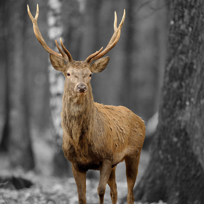 Schöner Hirsch im Wald, Glasbild Quadratisch