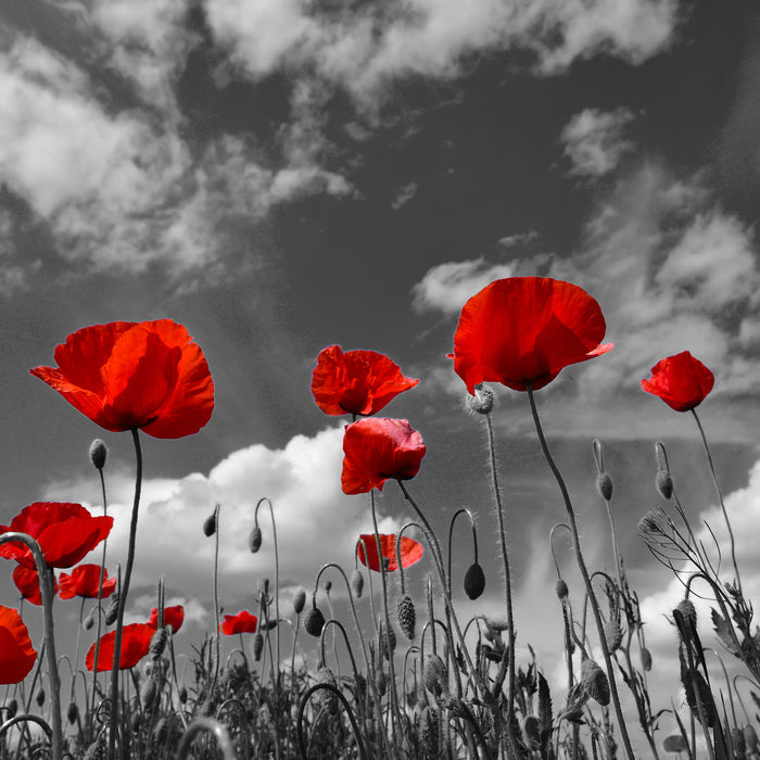 Wiese mit Blumen, Glasbild Quadratisch