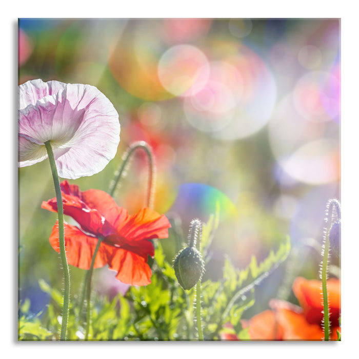 Pixxprint Kalifornischer Mohn im Frühling, Glasbild Quadratisch