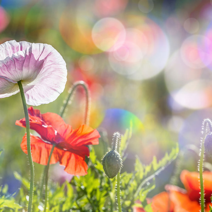 Kalifornischer Mohn im Frühling, Glasbild Quadratisch