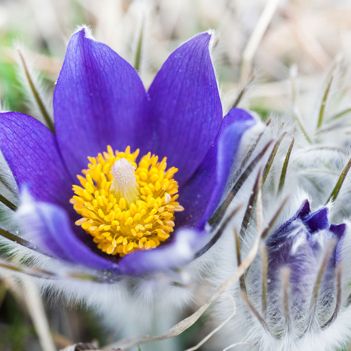 Krokusse in der Blütezeit, Glasbild Quadratisch