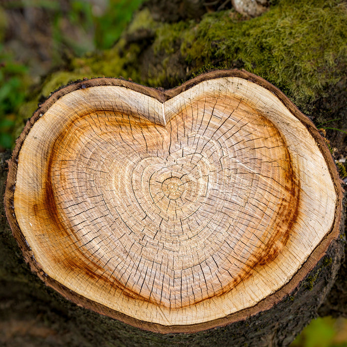 Jahresringe am Baumstamm, Glasbild Quadratisch