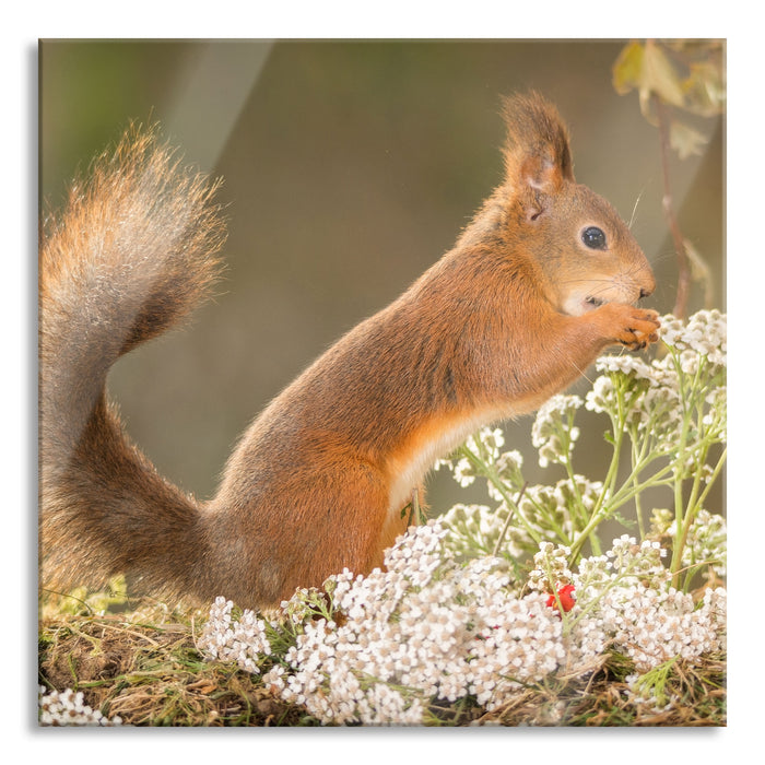 Pixxprint Nagendes Eichhörnchen im Moos, Glasbild Quadratisch