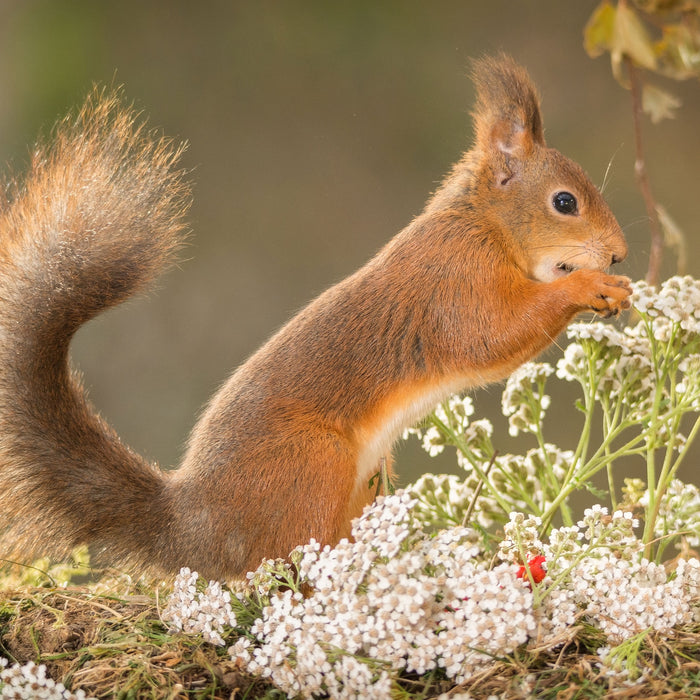 Nagendes Eichhörnchen im Moos, Glasbild Quadratisch