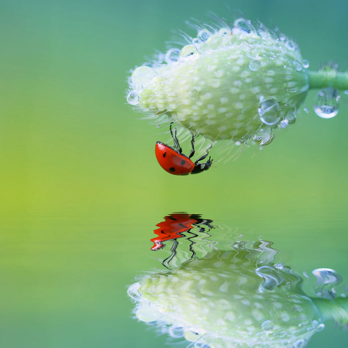 Marienkäfer Mohnblume, Glasbild Quadratisch