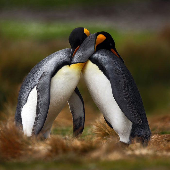 Pinguine in der Antarktis, Glasbild Quadratisch