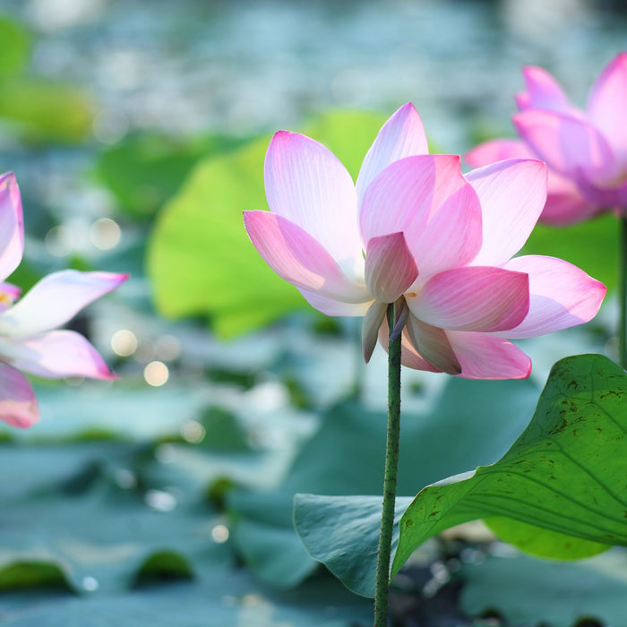 rosa Lotusblüte im Teich, Glasbild Quadratisch