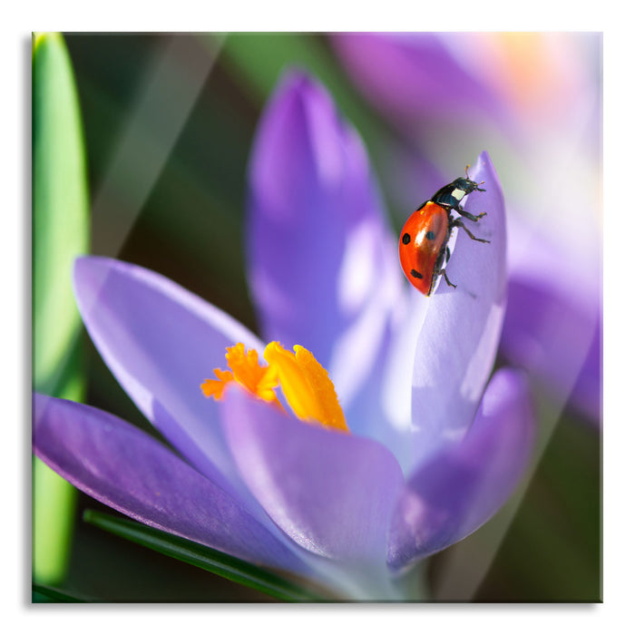 Pixxprint Krokussblüte mit Marienkäfer, Glasbild Quadratisch