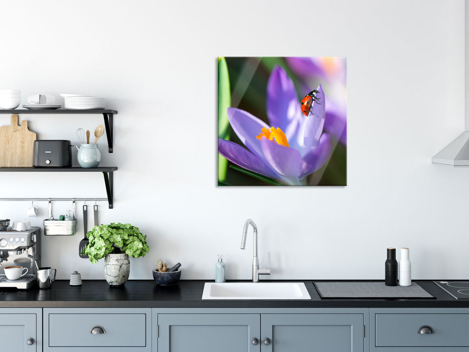 Krokussblüte mit Marienkäfer, Glasbild Quadratisch