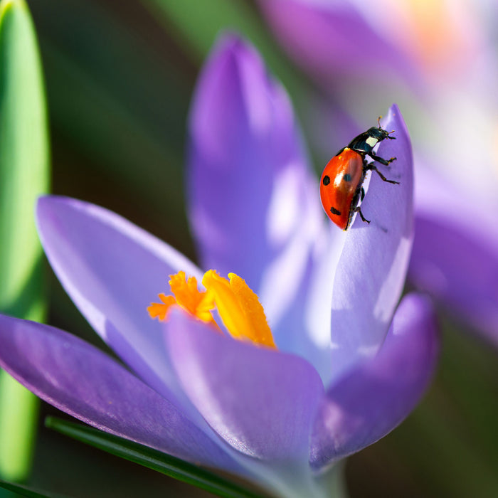 Krokussblüte mit Marienkäfer, Glasbild Quadratisch