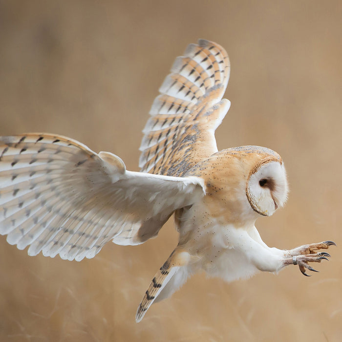 Fliegende Weiße Eule bei der Jagd, Glasbild Quadratisch