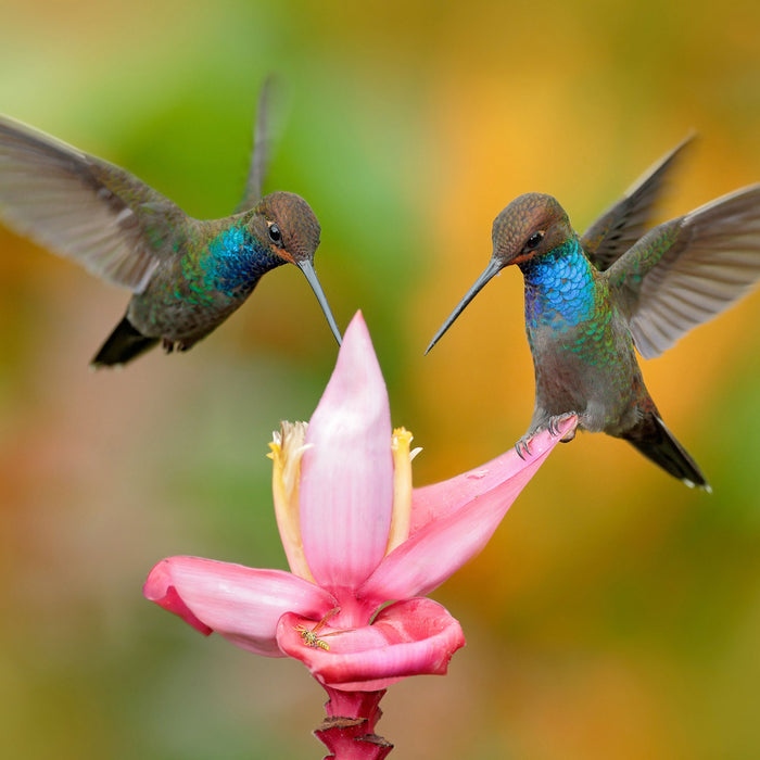 Zwei Kolibris in den Tropen, Glasbild Quadratisch