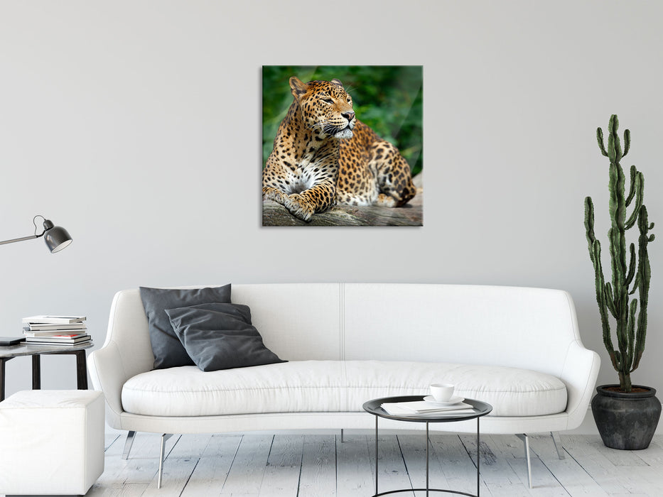 Wunderschöner Leopard in der Natur, Glasbild Quadratisch