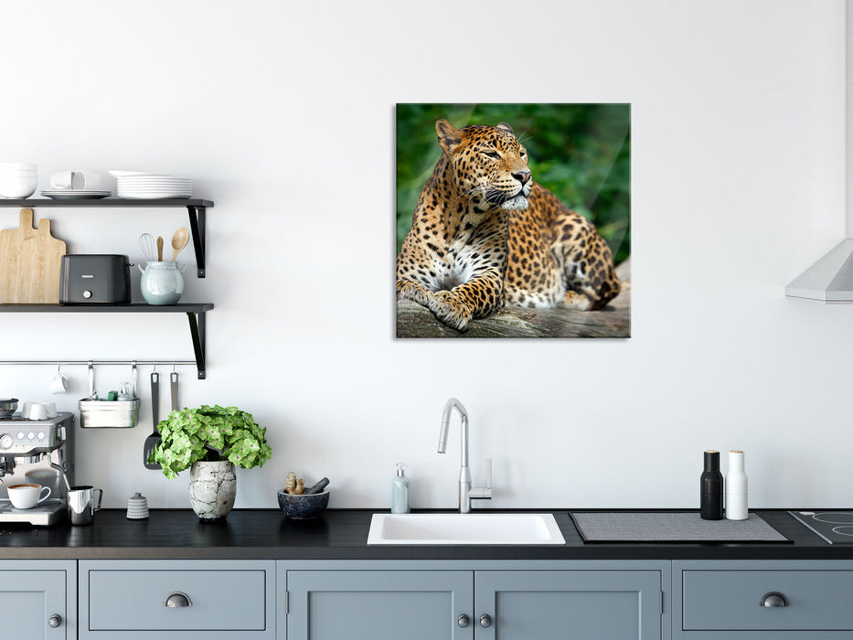 Wunderschöner Leopard in der Natur, Glasbild Quadratisch