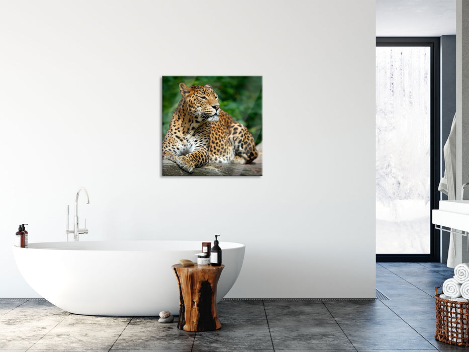 Wunderschöner Leopard in der Natur, Glasbild Quadratisch