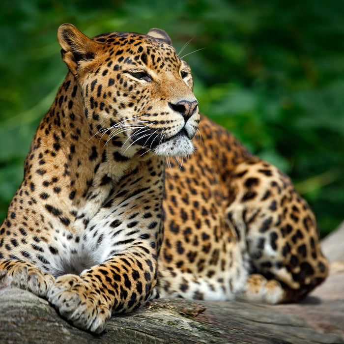 Wunderschöner Leopard in der Natur, Glasbild Quadratisch