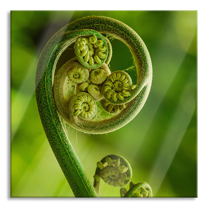 Pixxprint Blatt von einer Farne im Wald, Glasbild Quadratisch