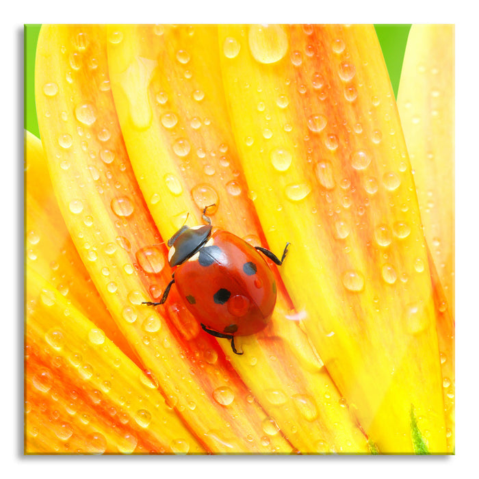 Pixxprint Marienkäfer auf gelber Blume, Glasbild Quadratisch