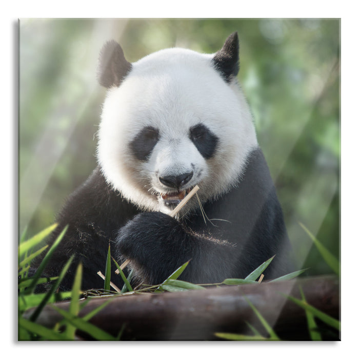 Pixxprint Niedlicher Panda isst Bambus, Glasbild Quadratisch