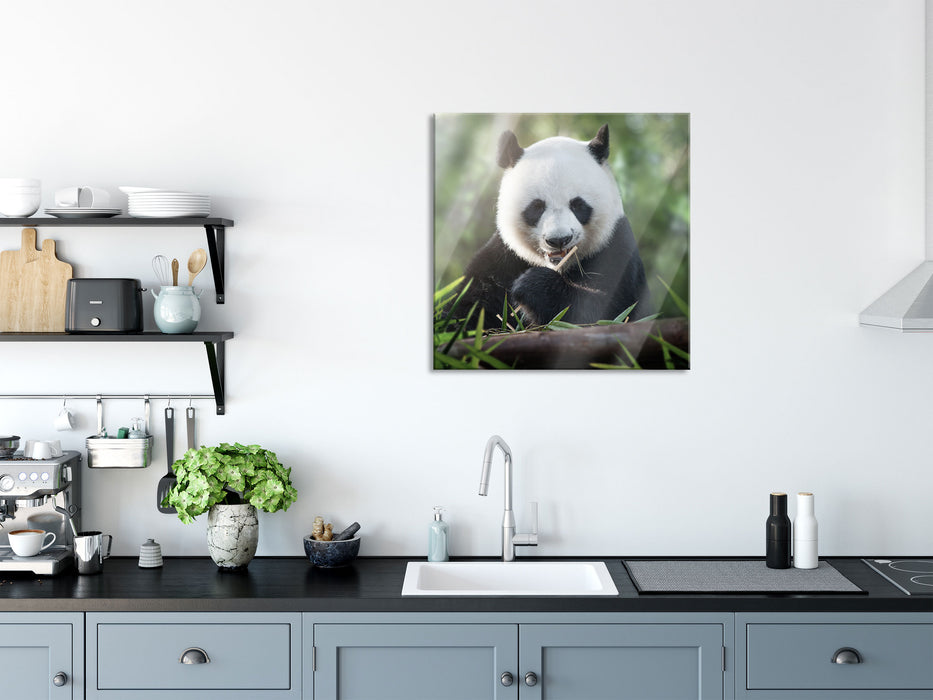 Niedlicher Panda isst Bambus, Glasbild Quadratisch