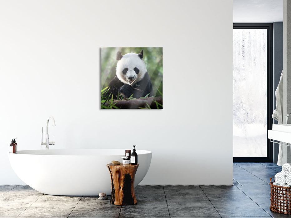 Niedlicher Panda isst Bambus, Glasbild Quadratisch