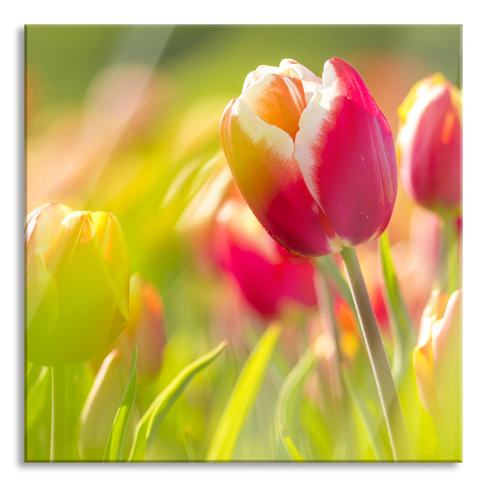 Pixxprint Blühende rote Tulpen, Glasbild Quadratisch