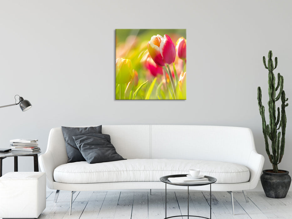 Blühende rote Tulpen, Glasbild Quadratisch