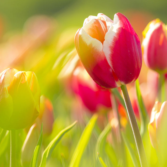 Blühende rote Tulpen, Glasbild Quadratisch