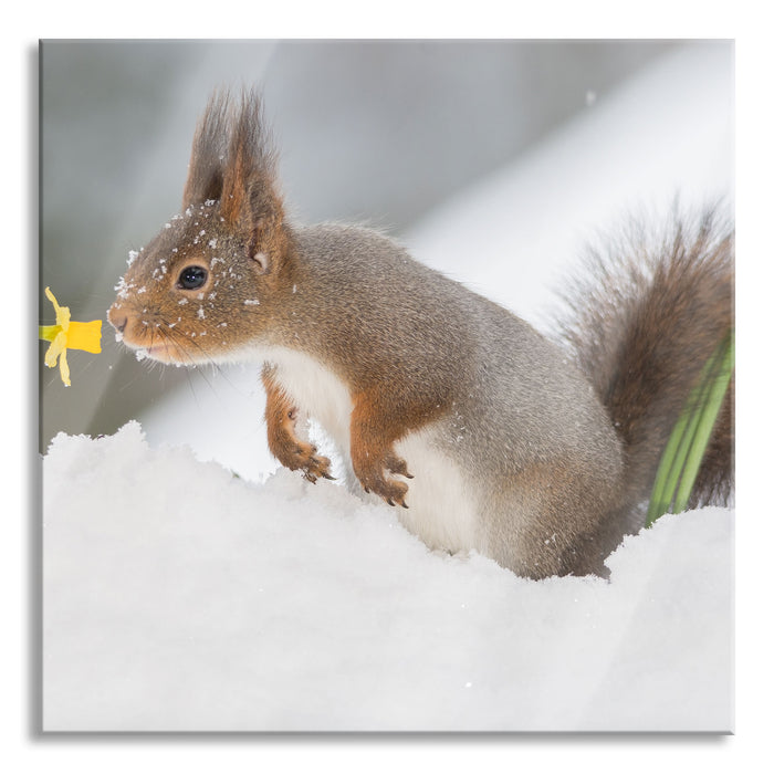 Pixxprint Eichhörnchen im Schnee, Glasbild Quadratisch