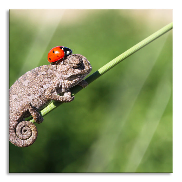 Süßer Gecko mit einem Marienkäfer, Glasbild Quadratisch