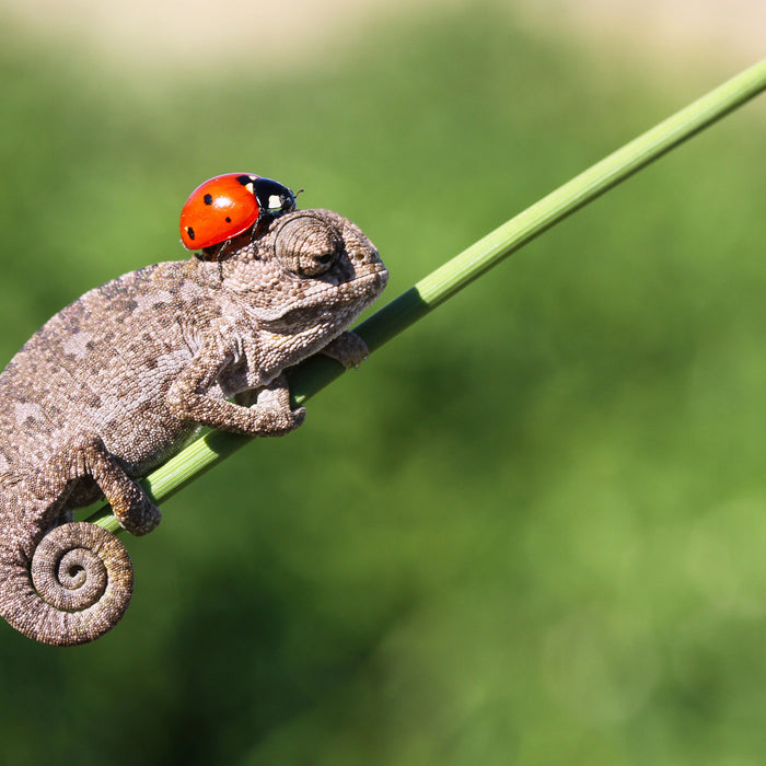 Süßer Gecko mit einem Marienkäfer, Glasbild Quadratisch