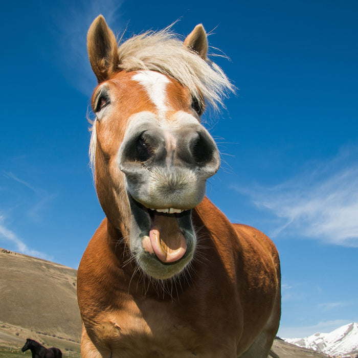 Lustiges Pferd in der Natur, Glasbild Quadratisch