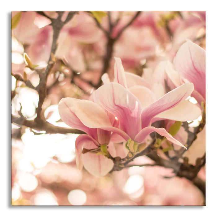 Rosa Magnolienblüten im Frühling, Glasbild Quadratisch