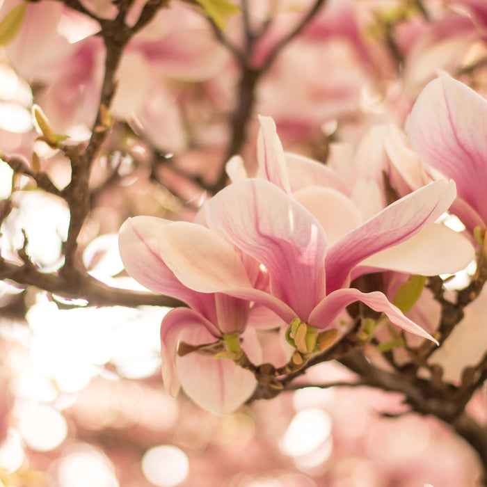 Rosa Magnolienblüten im Frühling, Glasbild Quadratisch