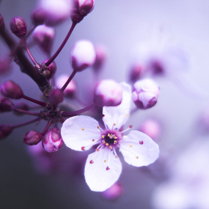 Blüten des Kirschbaumes, Glasbild Quadratisch