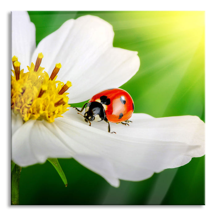 Pixxprint Marienkäfer auf einer weißen Blume, Glasbild Quadratisch