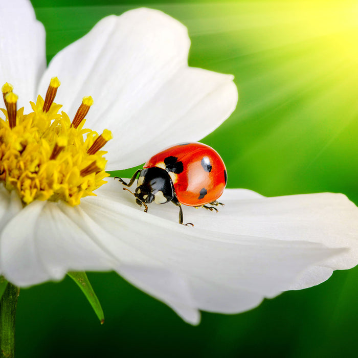 Marienkäfer auf einer weißen Blume, Glasbild Quadratisch