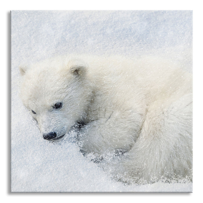 Eisbär im Schnee, Glasbild Quadratisch