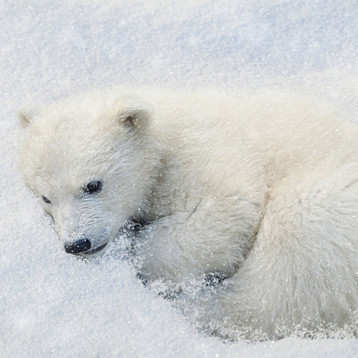 Eisbär im Schnee, Glasbild Quadratisch