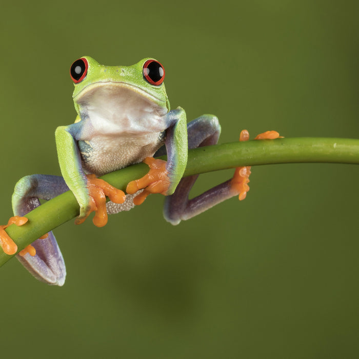 Baum-Frosch auf Bambus, Glasbild Quadratisch