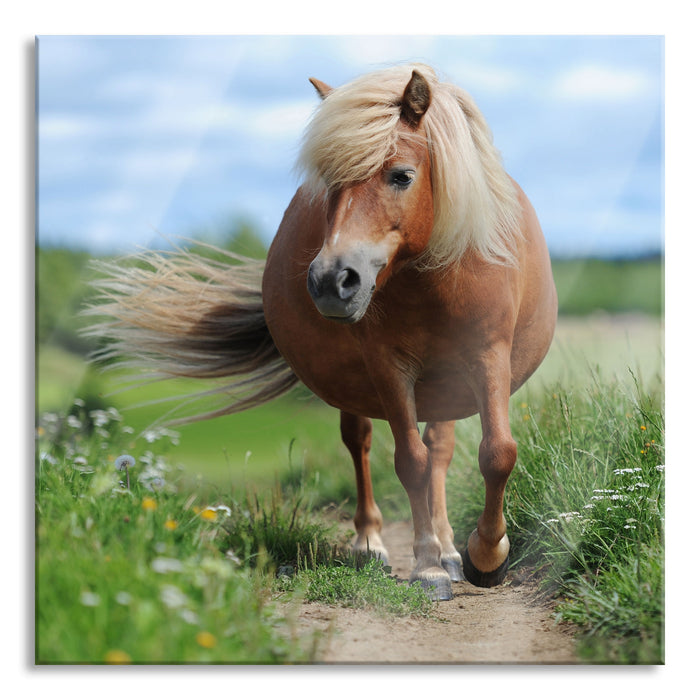 Shetlandpony auf der Wiese, Glasbild Quadratisch