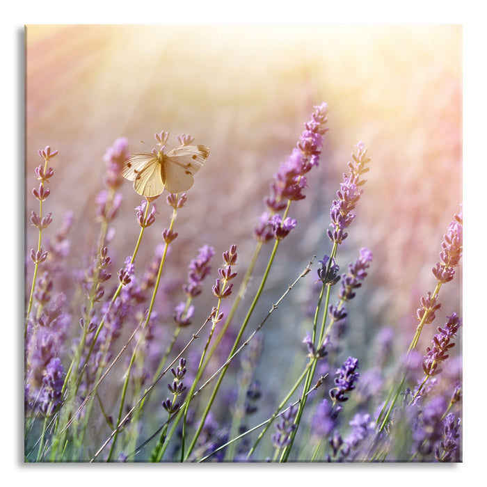 Schmetterlinge auf Lavendelblumen, Glasbild Quadratisch