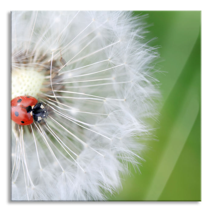 Pixxprint Marienkäfer auf einem Löwenzahn, Glasbild Quadratisch