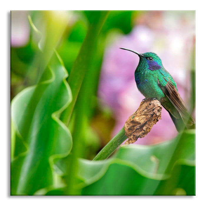 Kolibri in seinem Lebensraum, Glasbild Quadratisch