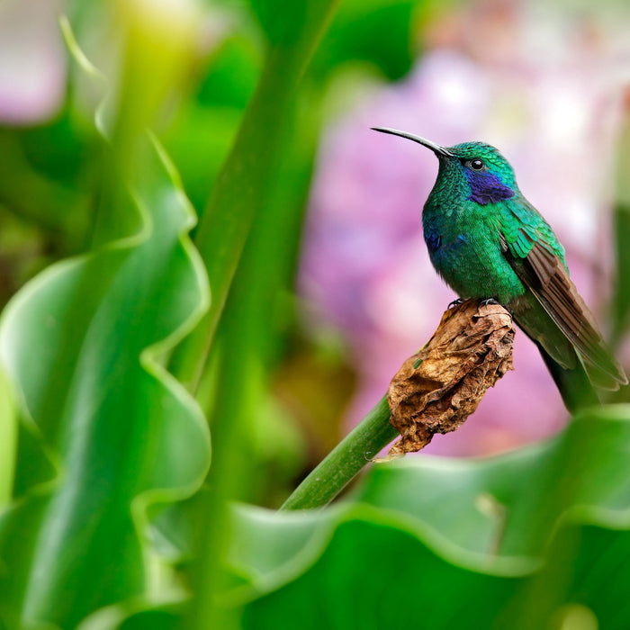 Kolibri in seinem Lebensraum, Glasbild Quadratisch