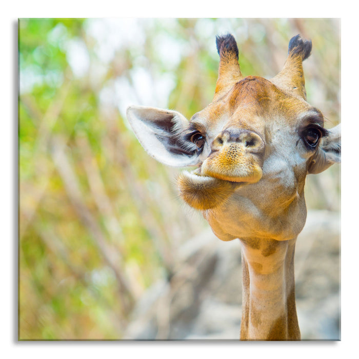 Pixxprint Giraffe in der Natur, Glasbild Quadratisch